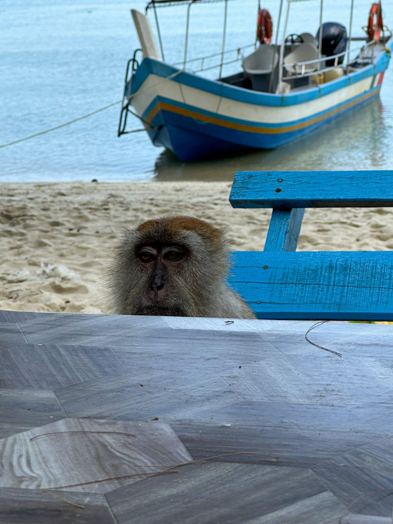 Monkey Beach in Penang National Park