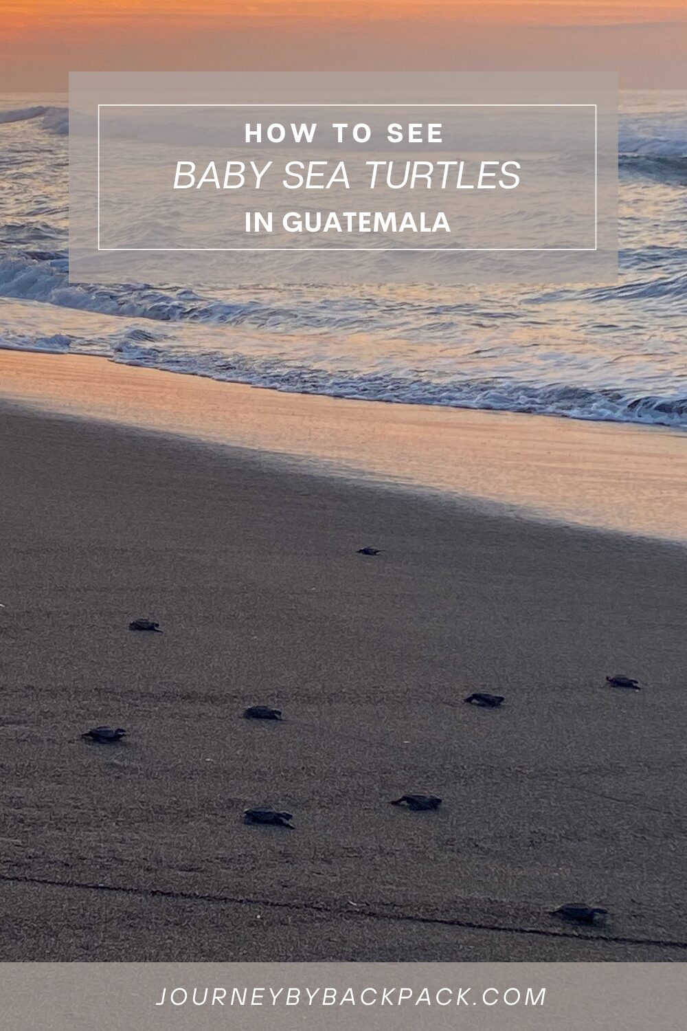 Where to see baby sea turtles being released in Guatemala