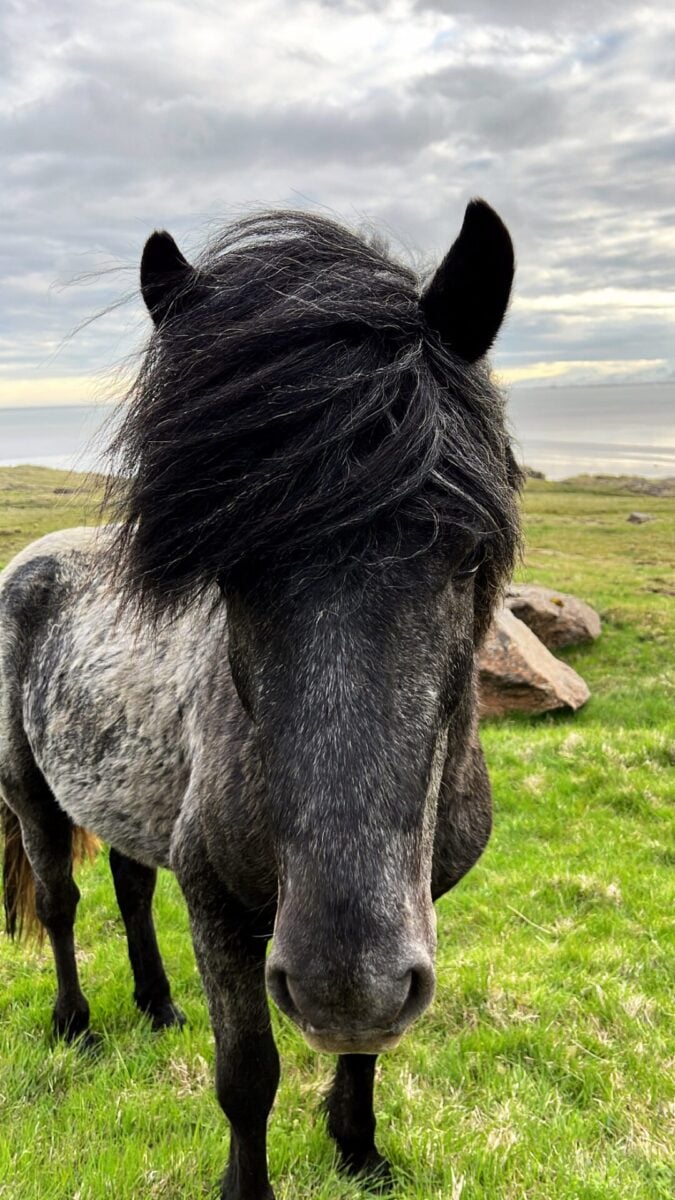 Solo Female Travel in Iceland: Updated Guide & Helpful Tips 12 Be careful of wild animals on your solo trip in Iceland