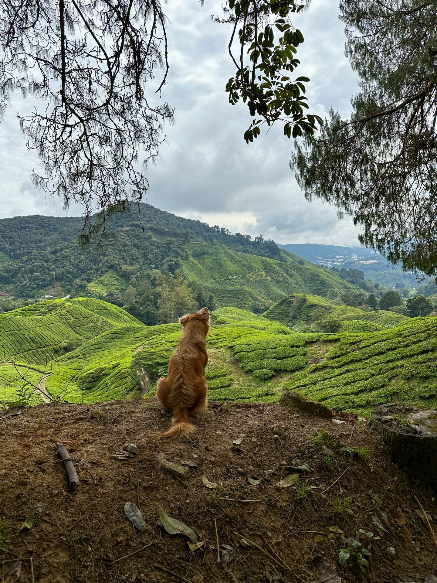 The Cameron Highlands is one of the best places to visit in Malaysia