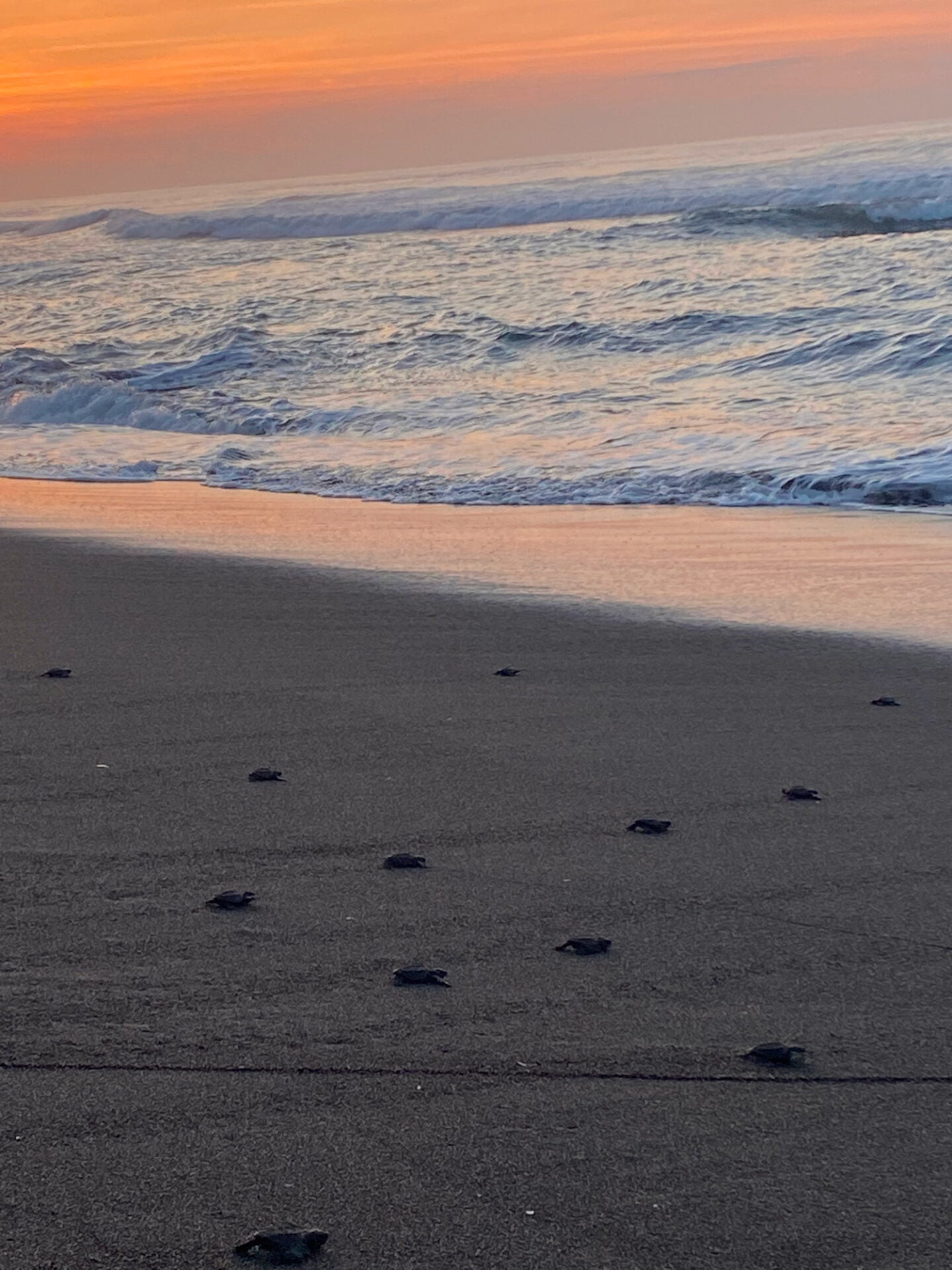 Baby sea turtles in Guatemala