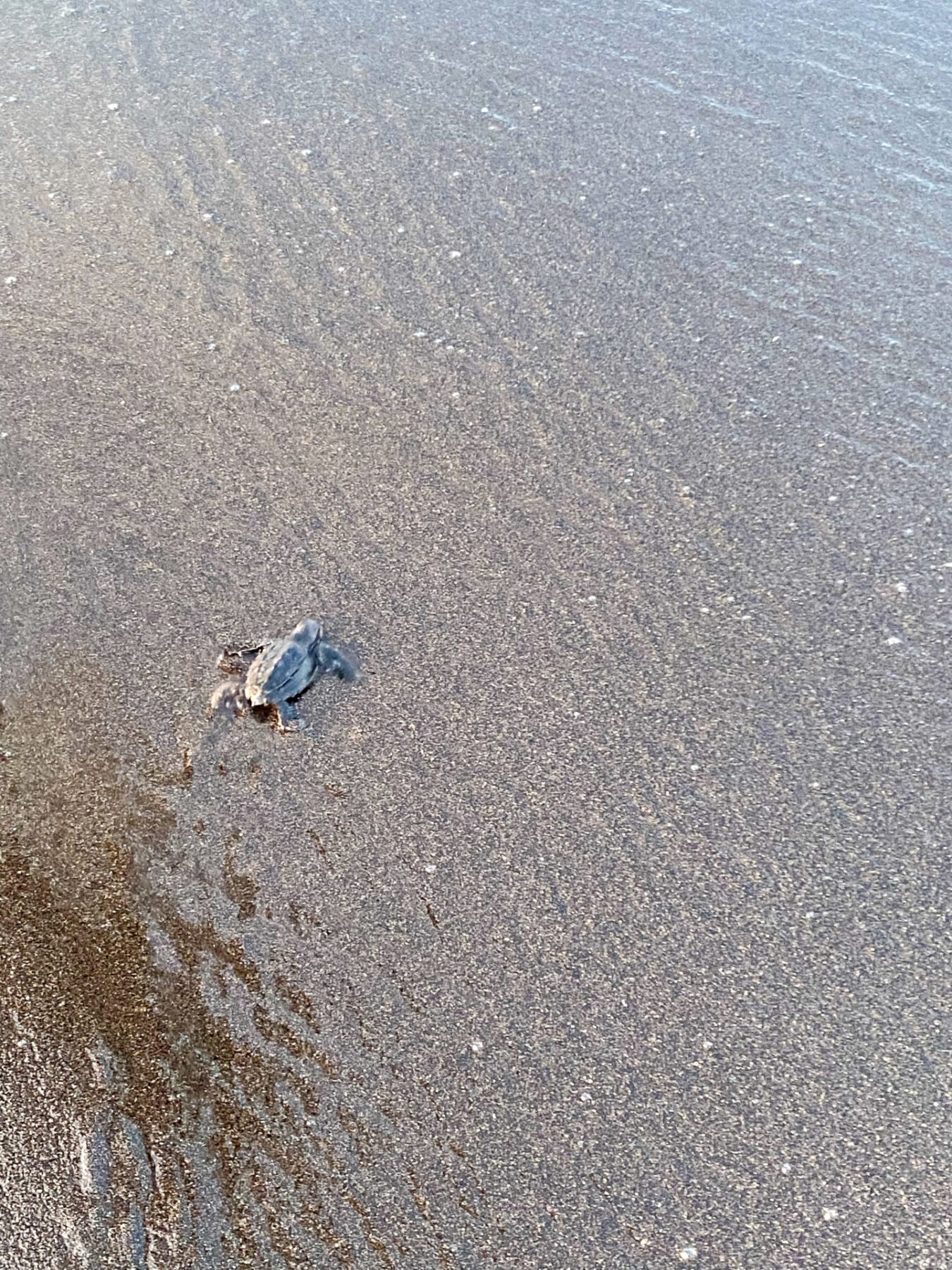 Baby sea turtle in Guatemala