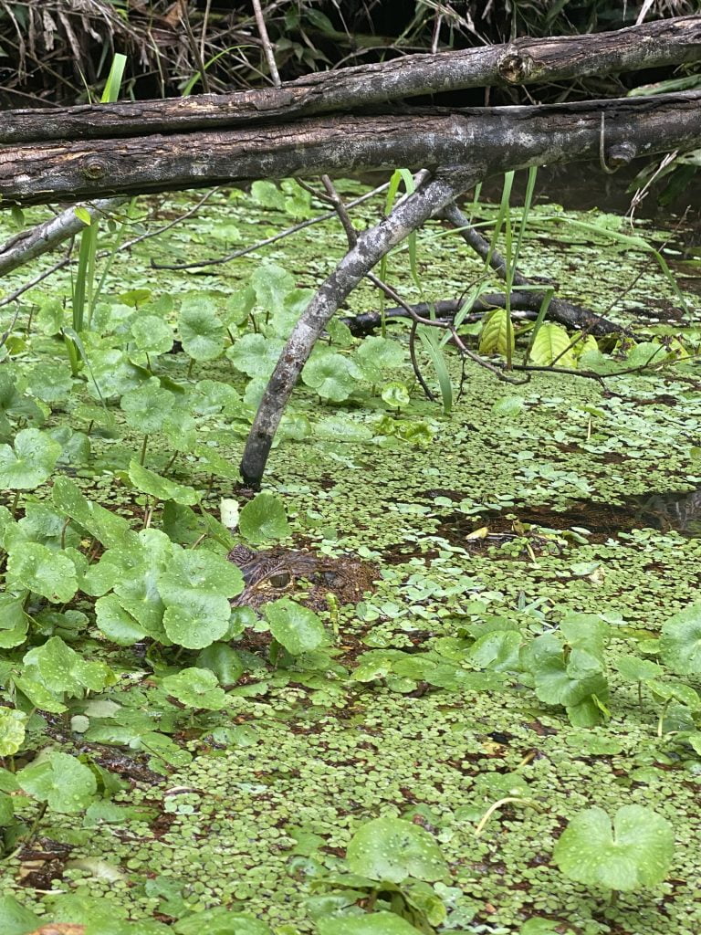 Crocodile in Tortuguero