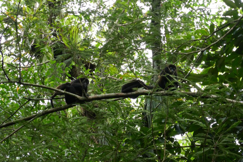 Wild Howler Monkey