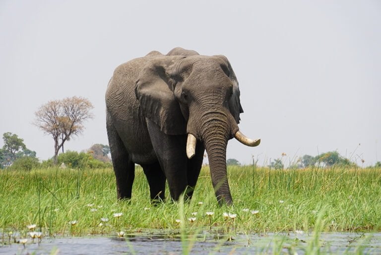 The Okavango Delta