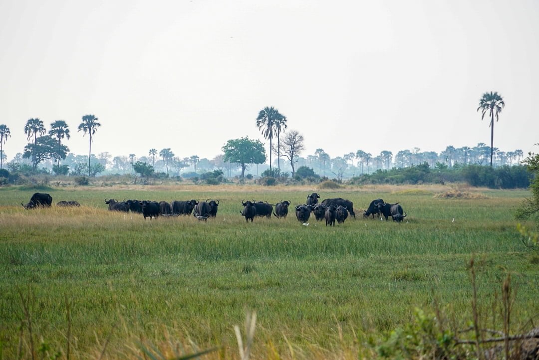 10 Things to Know About Camping in the Okavango Delta 4 Buffalo in the Okavango