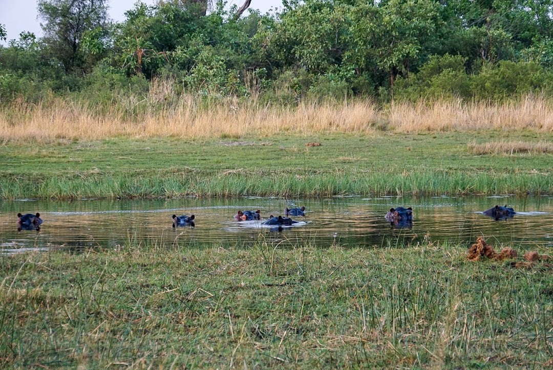 10 Things to Know About Camping in the Okavango Delta 10 Hippos in the Okavango