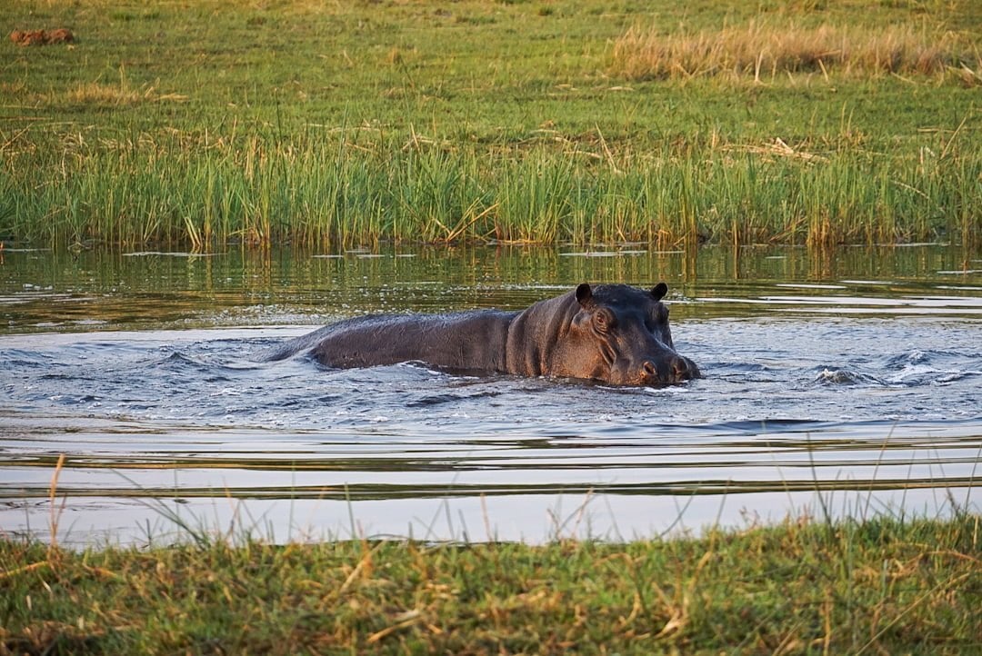 Overlanding Africa: 25 Helpful Things to Know (G Adventures) 19 Hippo in the Okavango Delta