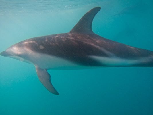 Swimming with Dolphins in Kaikoura