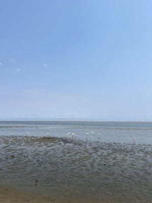 Flamingoes in Walvis Bay