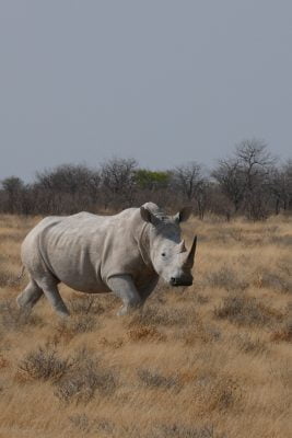 Etosha Safari