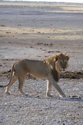 Etosha Safari