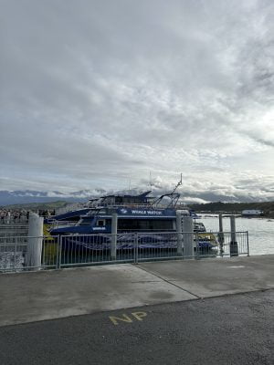 Whale Watch Kaikoura