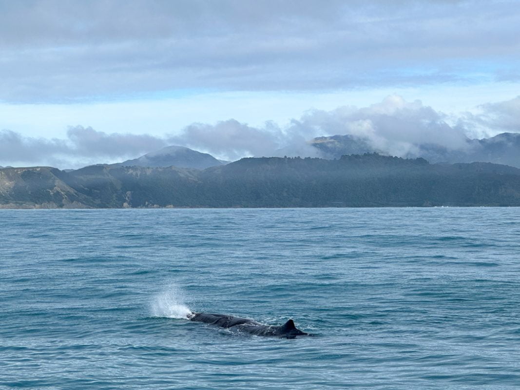 Whale Watching in Kaikoura