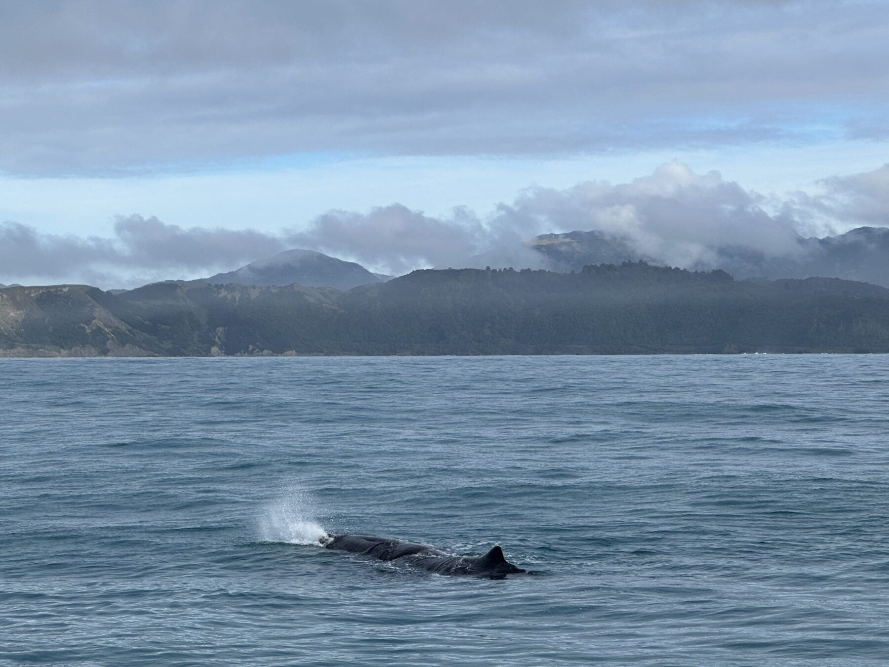 The 15 BEST Things to Do in Kaikoura (2025 Updated) 7 Whale watching is a popular activity in Kaikoura