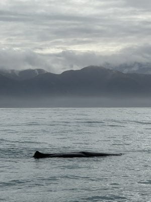 Sperm Whale in Kaikoura