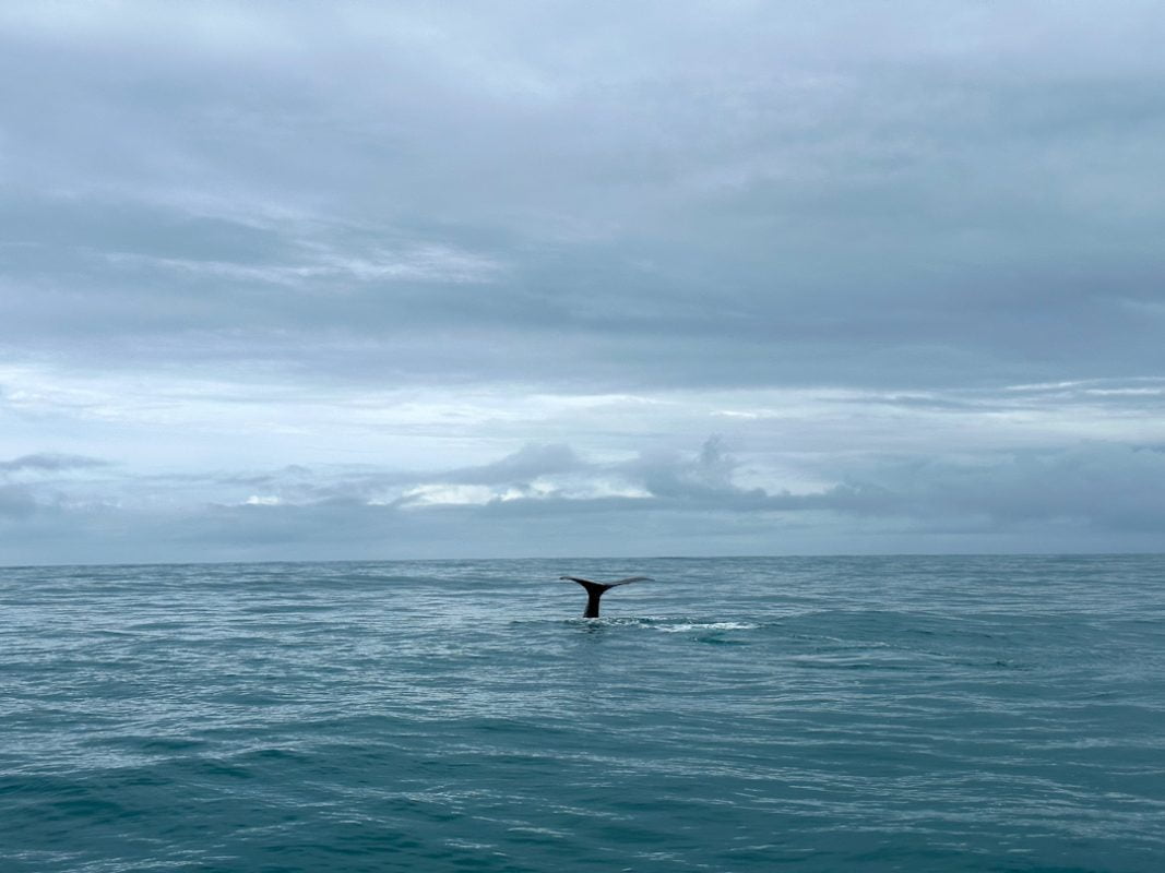 Whale Watching in Kaikoura