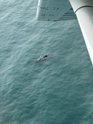 Whale Watching Flight