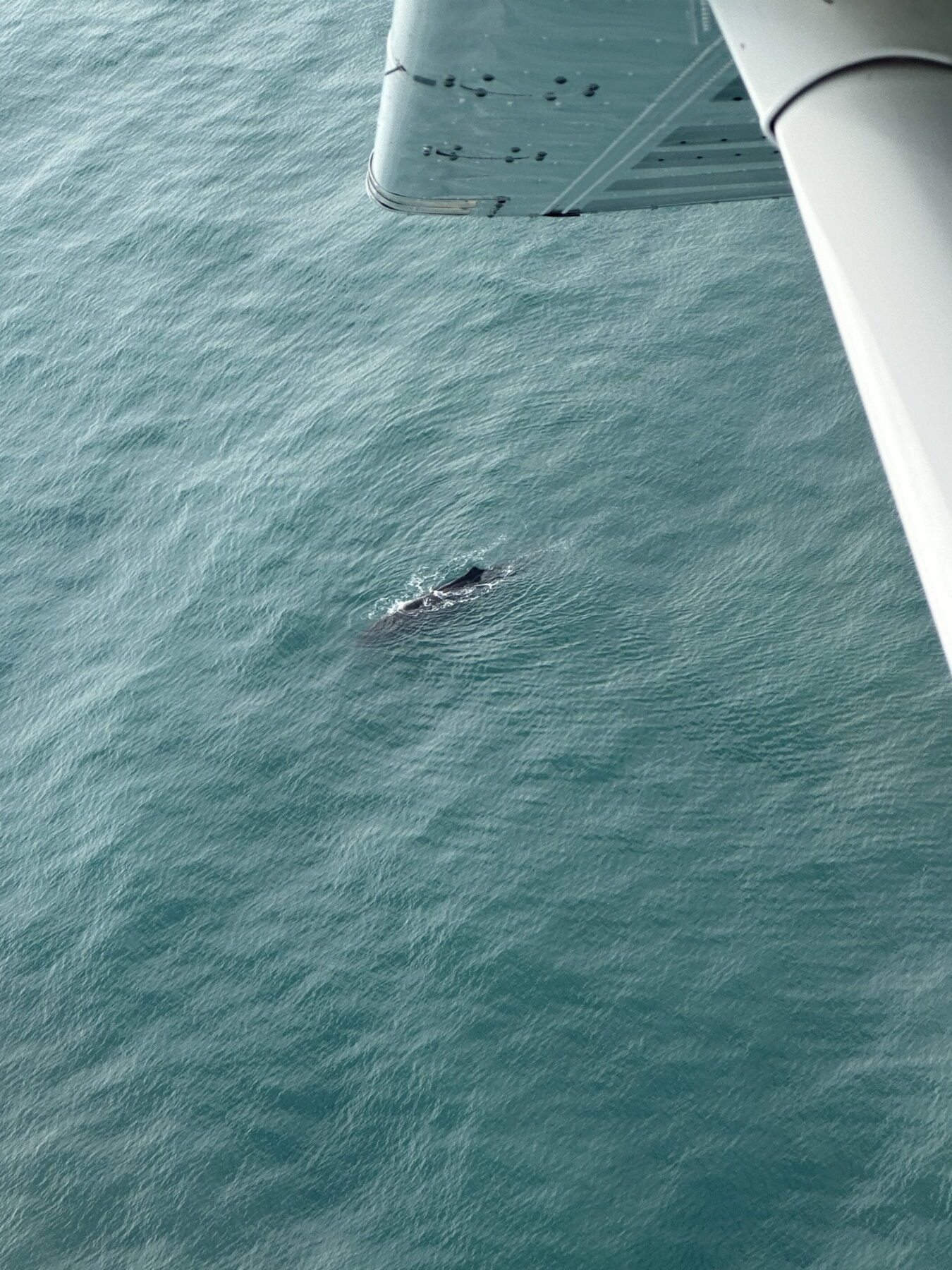 The 15 BEST Things to Do in Kaikoura (2025 Updated) 10 Whale Watching Flight in Kaikoura