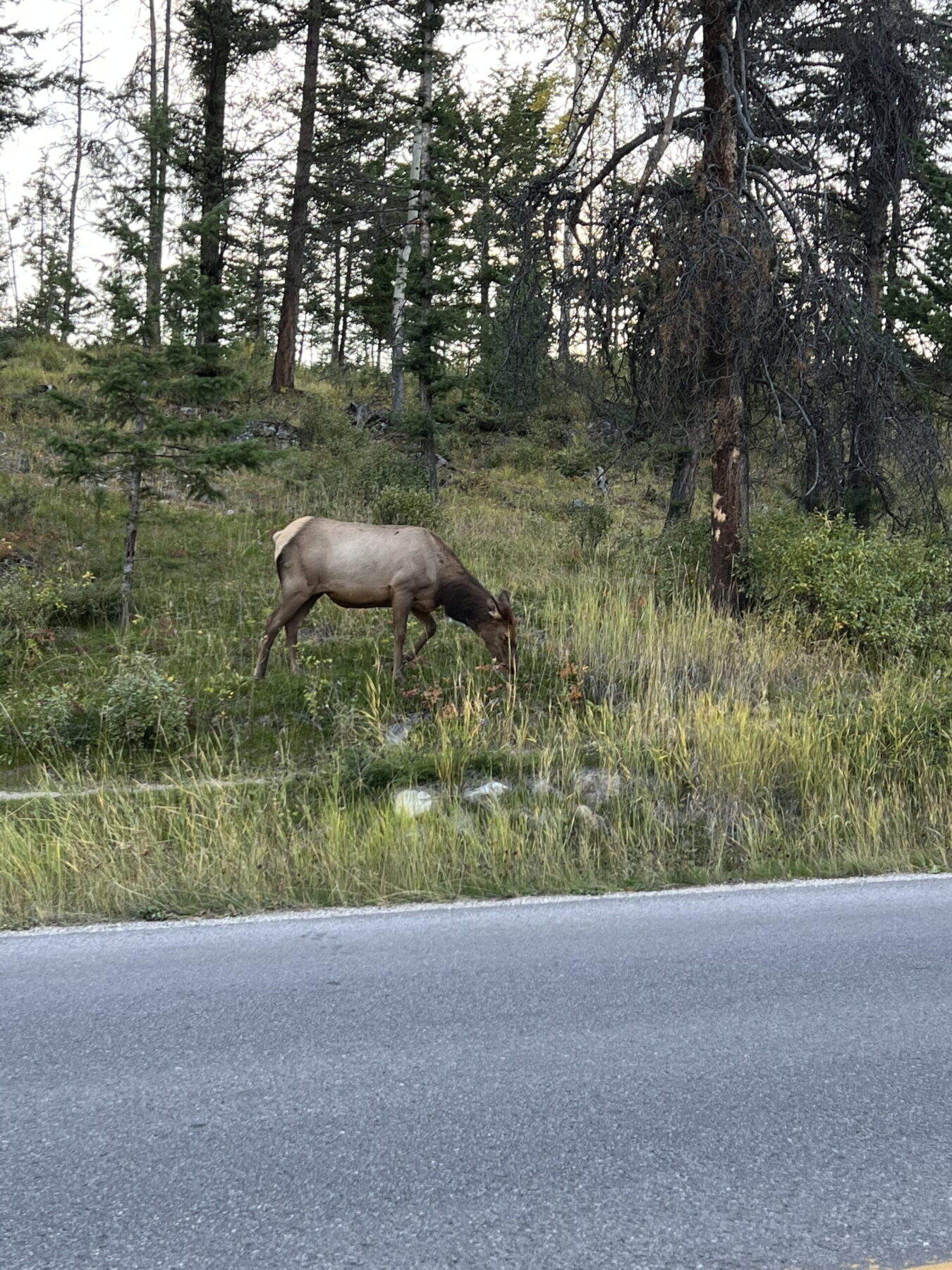 17 Epic Things to Do in Canada's Jasper National Park 10 Elk in Jasper National Park