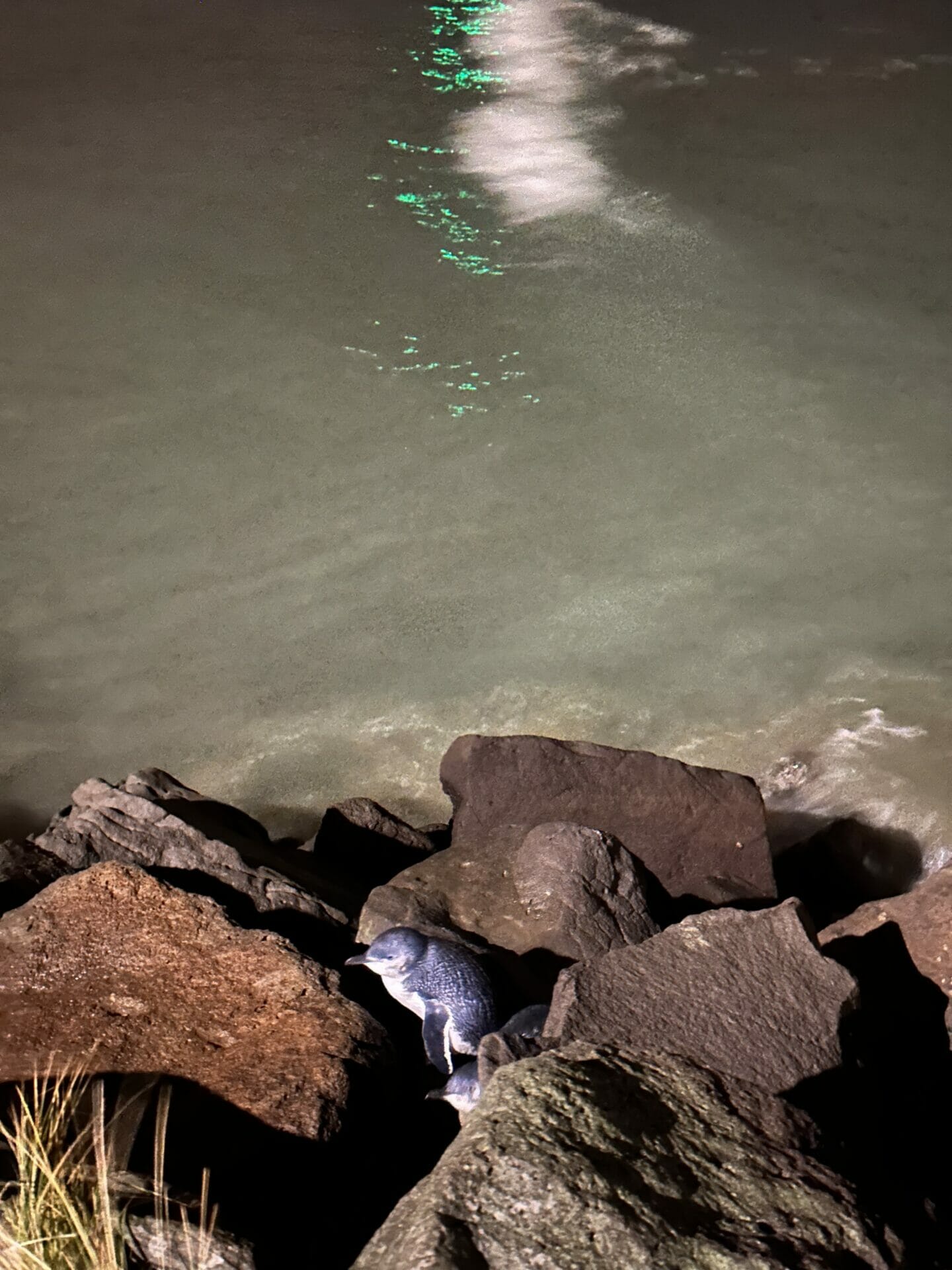 NZ Bucket List: 35 Truly Unique Things to Do in New Zealand 23 The Little Blue Penguins in Tiramu
