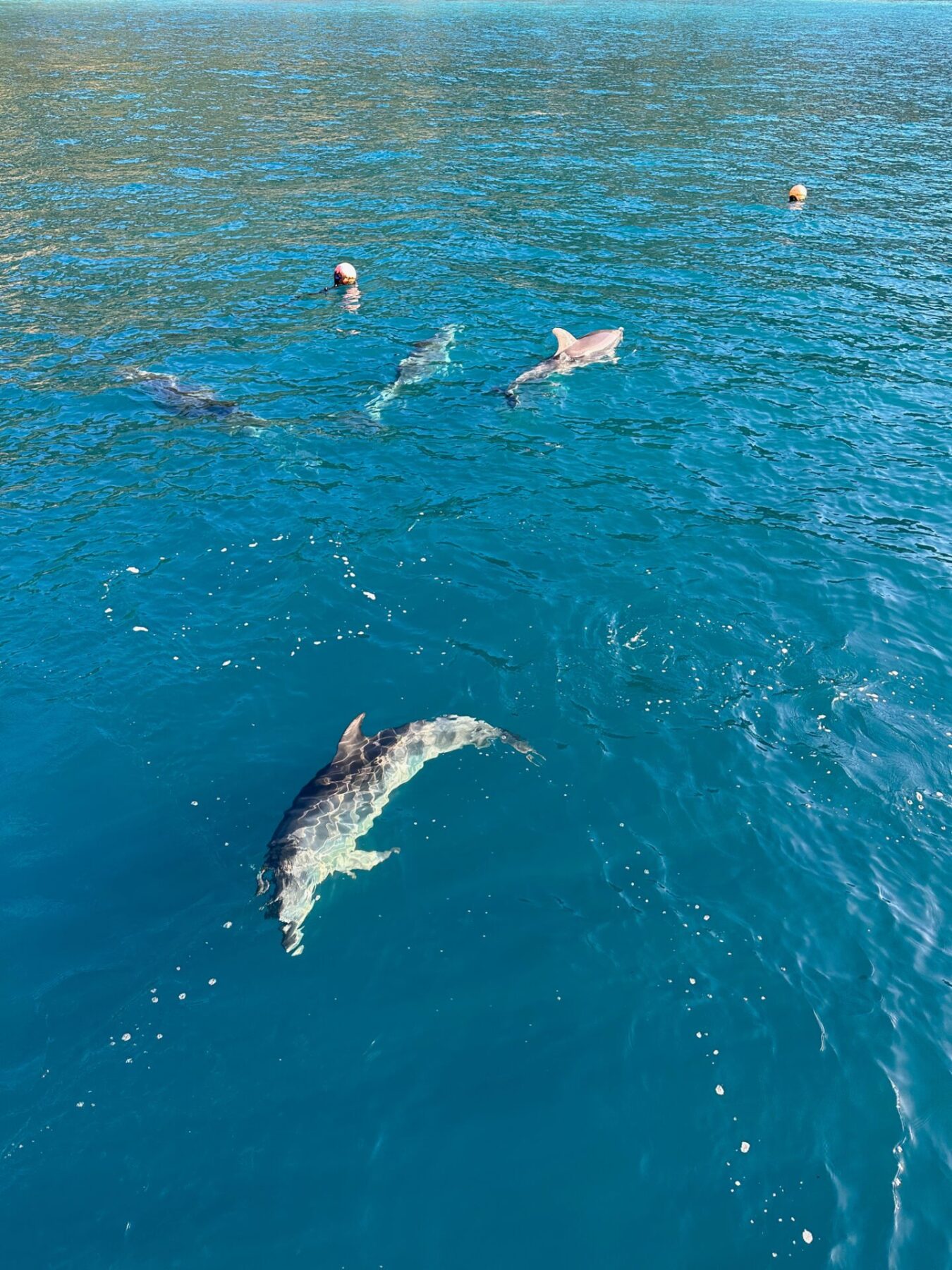 On a Milford Sound kayaking tour, there's a chance to see Dolphins