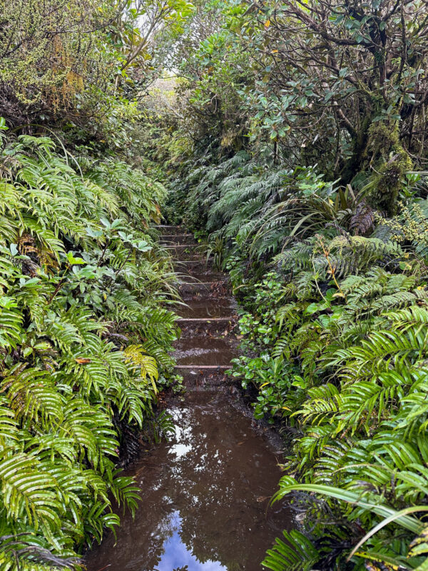 Fanthams Peak Track