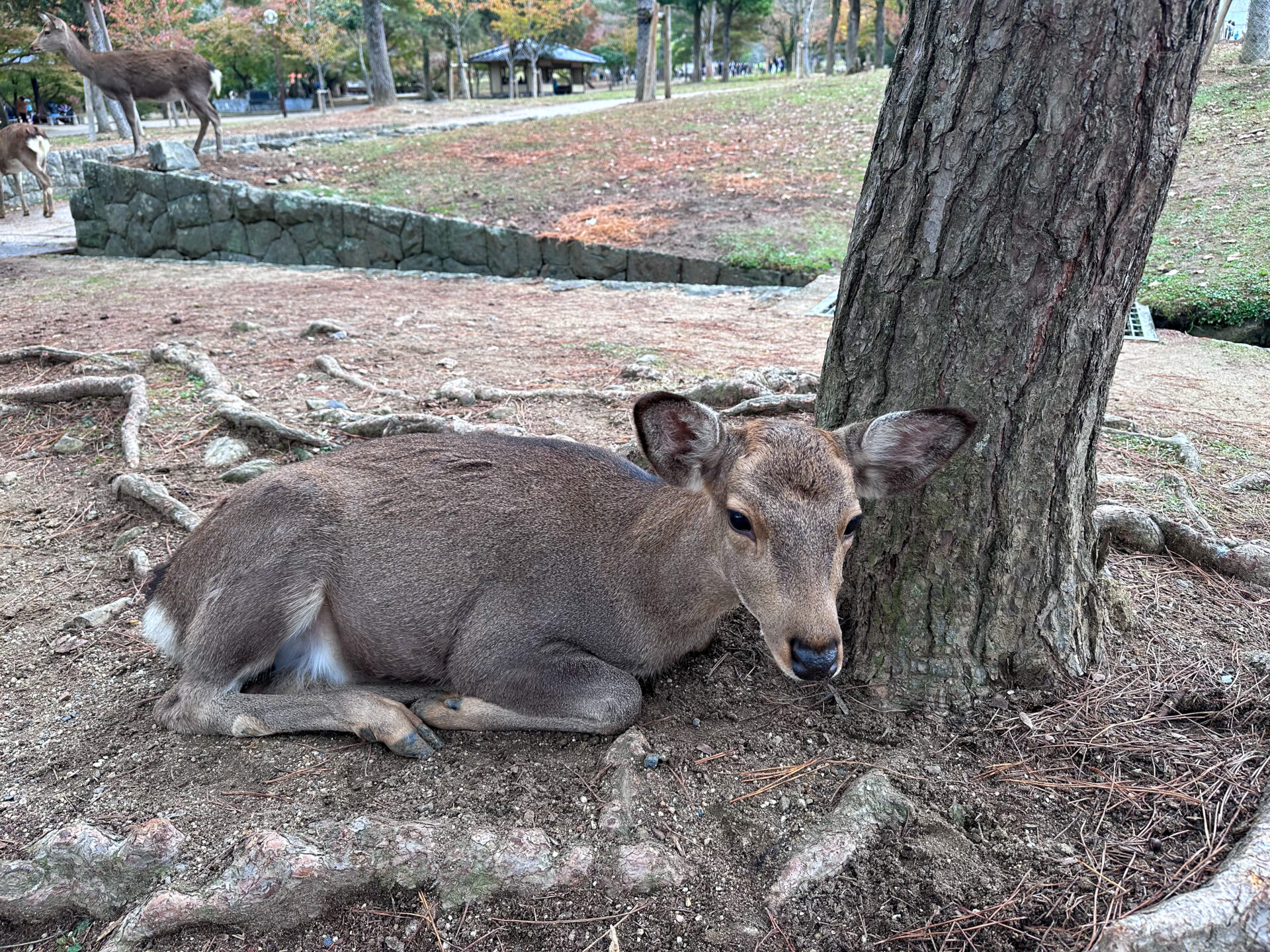 Wild deer in Nara