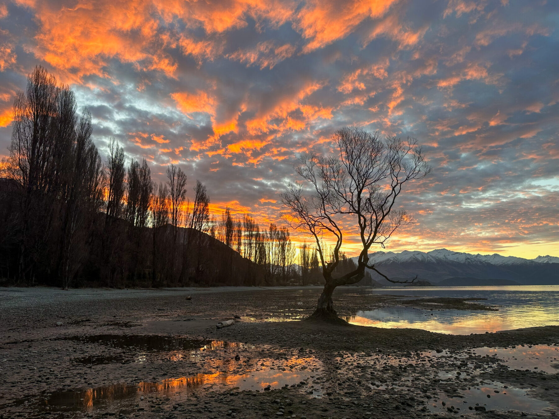 The famous Wanaka Tree