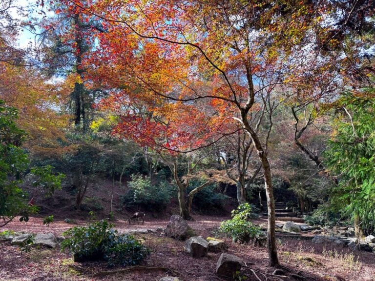 Visiting Japan in November: The Ultimate Guide