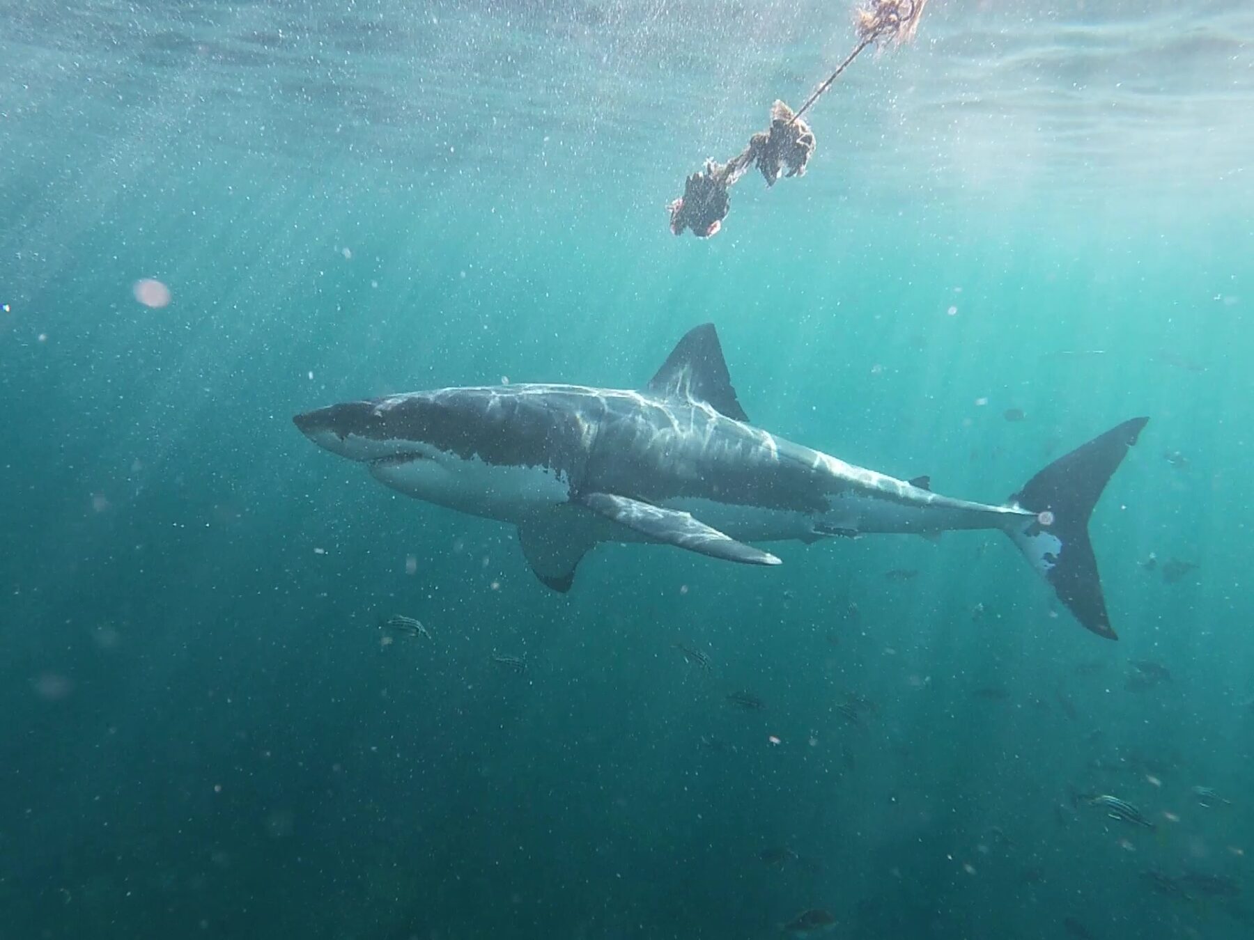 Great white shark cage diving in New Zealand
