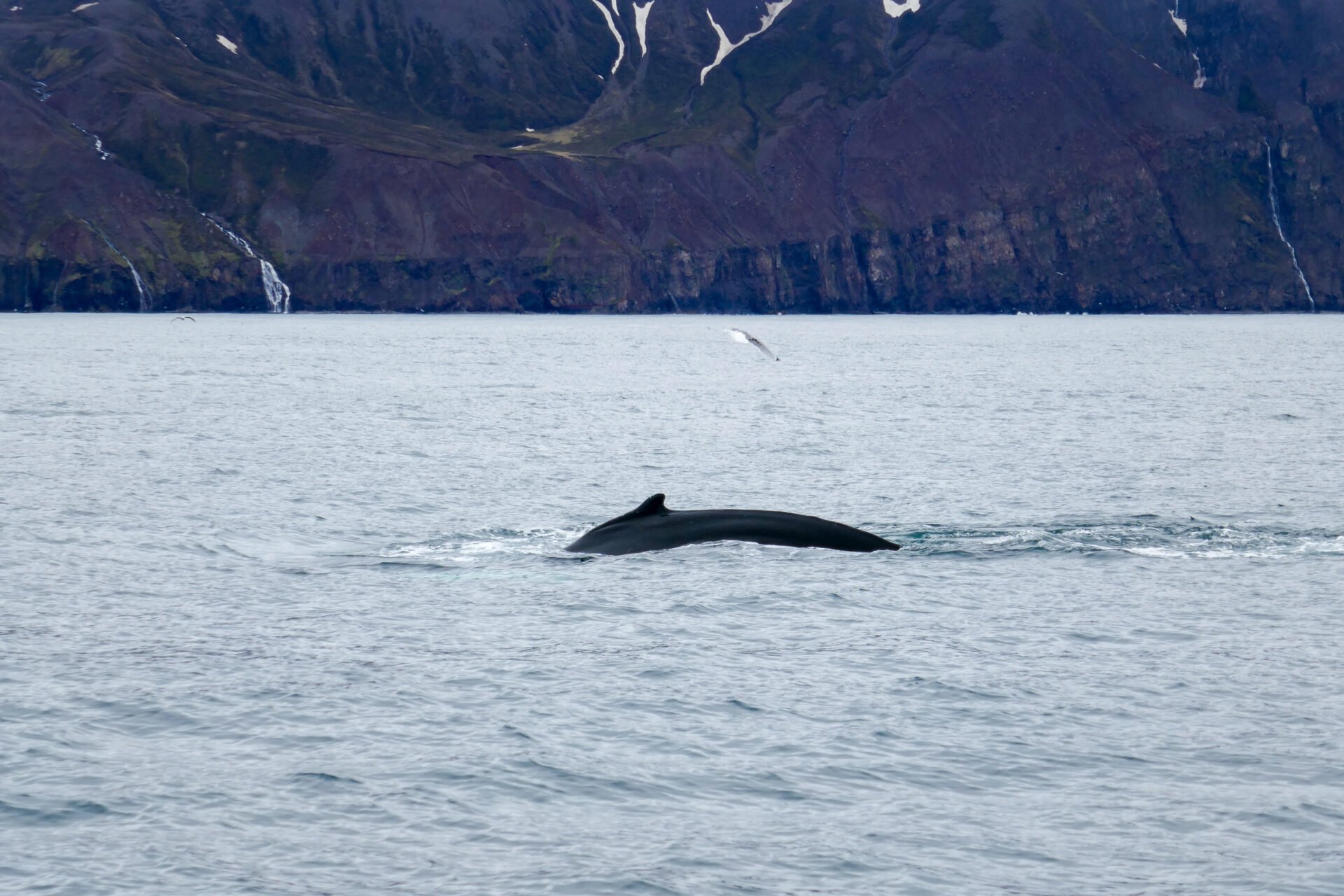Husavik has the best whale watching in Iceland