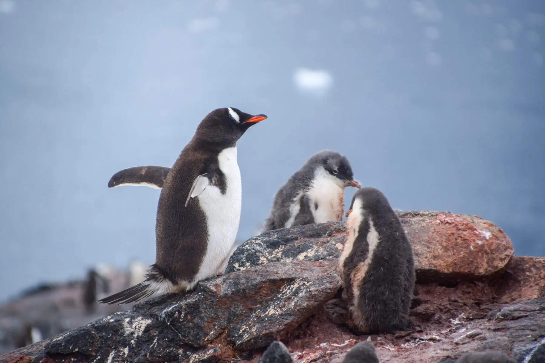 Gentoo penguins in Antarctica - wildlife sightings decrease as you had towards the Antarctic Circle