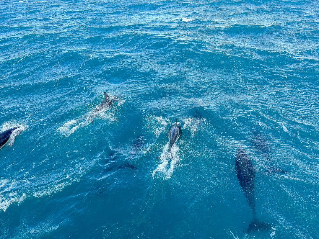 Swimming with dolphins in Kaikoura