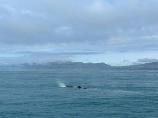 Whale Watching in Kaikoura