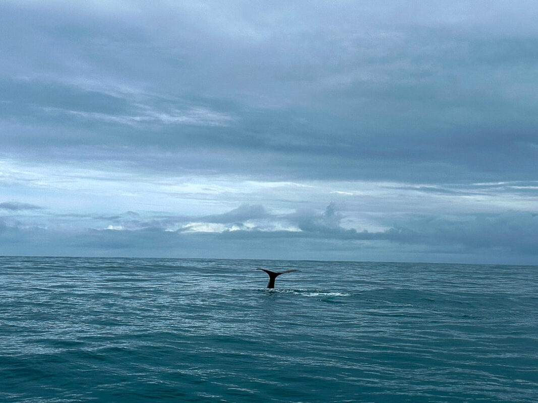 Whale Watching in Kaikoura