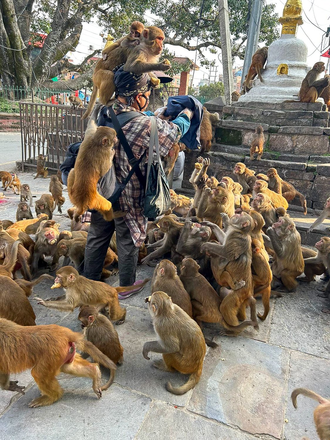 Monkeys can be a menace in Kathmandu