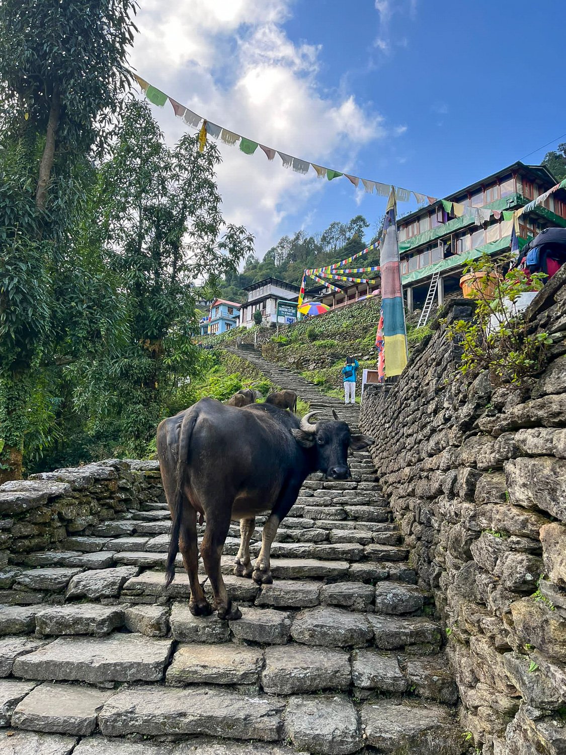 Annapurna Base Camp Trek: EVERYTHING You Need to Know 15 There are thousands of steps on the trek to Annapurna Base Camp