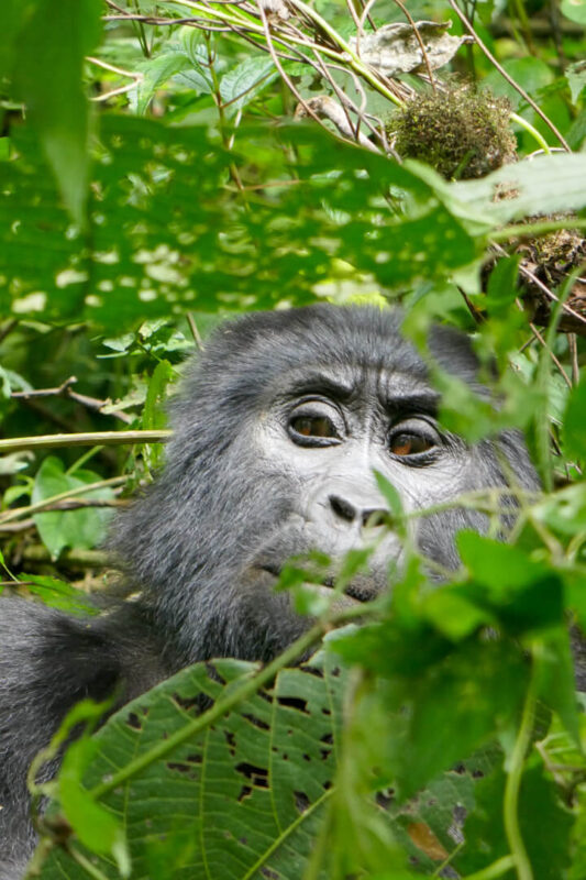 Overlanding Africa: 12 Unmissable Highlights & Things to Do 15 Trekking to find gorillas is a real highlight of overlanding Africa