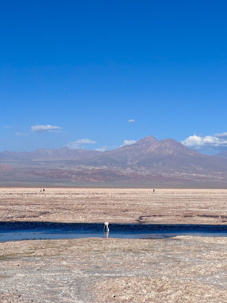 13 BEST San Pedro De Atacama Tours (& What to Skip) 5 Laguna Chaxa is a great place to see flamingoes in the Atacama Desert