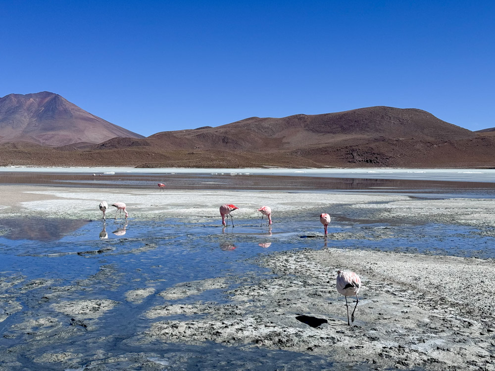 Flamingoes during winter