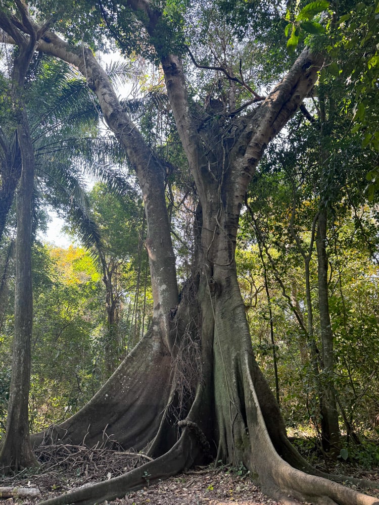 Giant trees is the Bolivian Amazon Rainforest