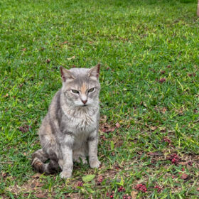 Visiting the famous cat park in Lima