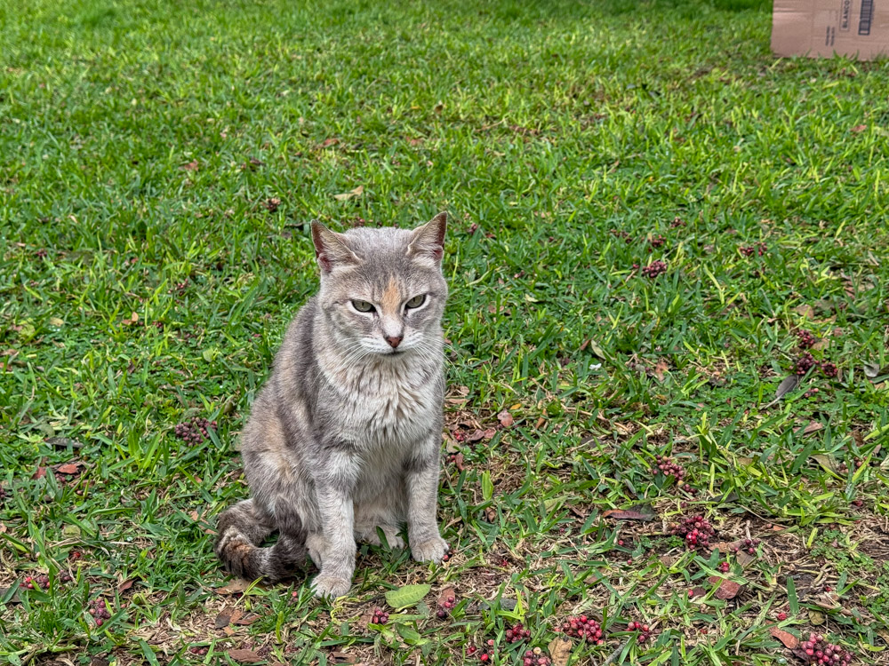 Visiting the famous cat park in Lima