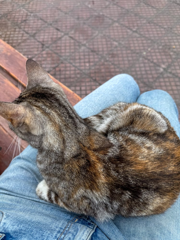 Visiting the Cat Park in Lima: A Cat Lover's DREAM 7 A cat from Lima cat park joined me for over an hour and slept on my lap