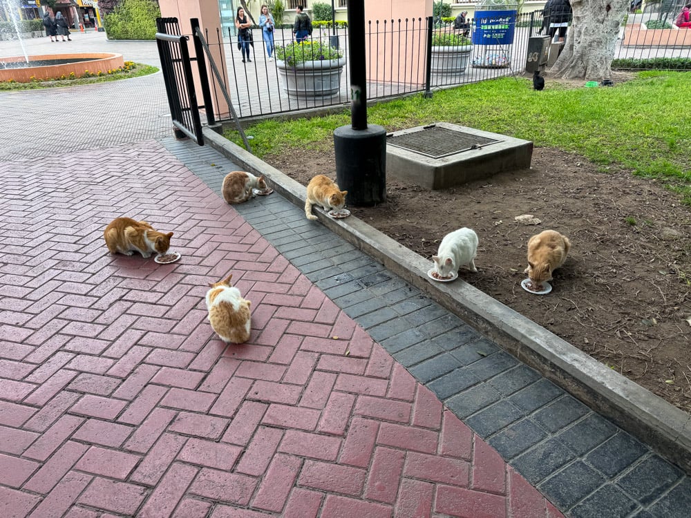 Visiting the Cat Park in Lima: A Cat Lover's DREAM 5 The Kennedy Park cats are looked after by a local volunteer group