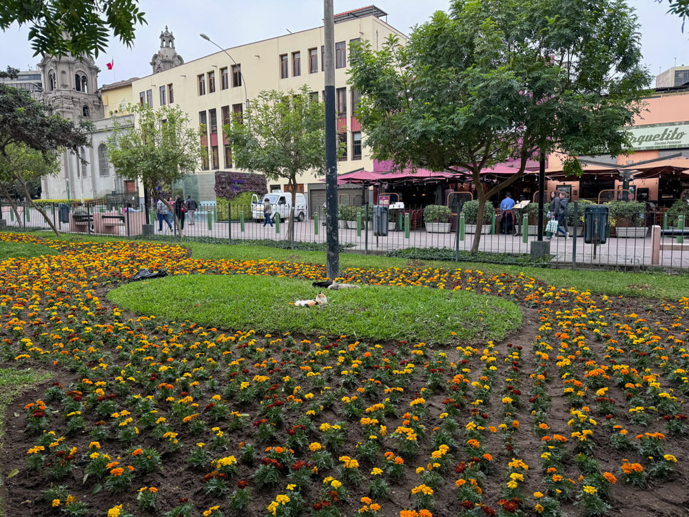 Visiting the Cat Park in Lima: A Cat Lover's DREAM 2 The cat park in Lima is a must visit for all cat lovers