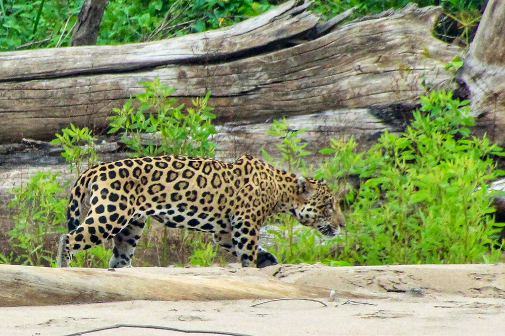 It's possible to see Jaguars in the Manu Reserve