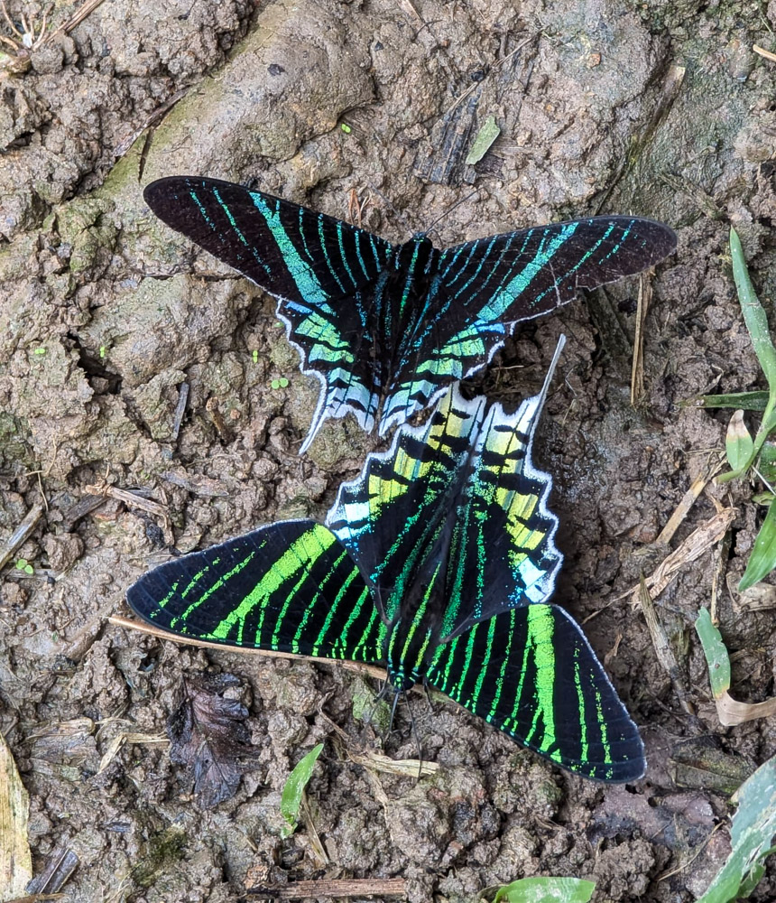 Incredible butterfly species in the Reserve