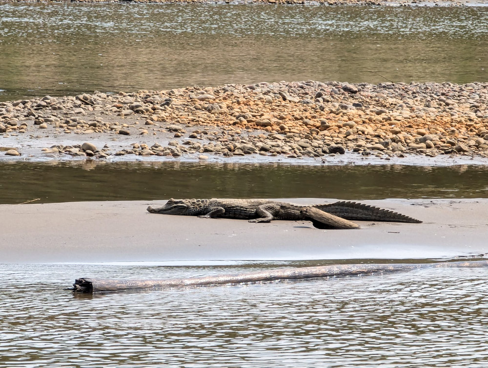 A caiman sleeping in the Manu Reserve